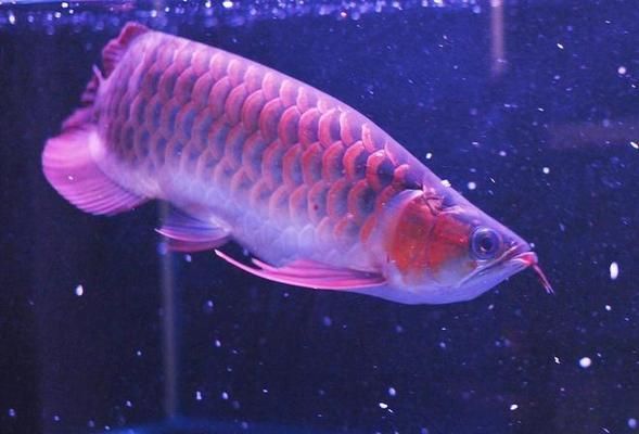 金龍魚和紅龍魚的寓意區別（金龍魚和紅龍魚的寓意區別是什么）