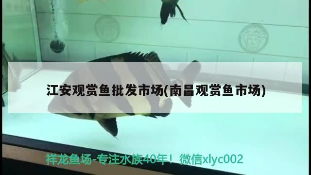 江安觀賞魚批發市場(南昌觀賞魚市場)