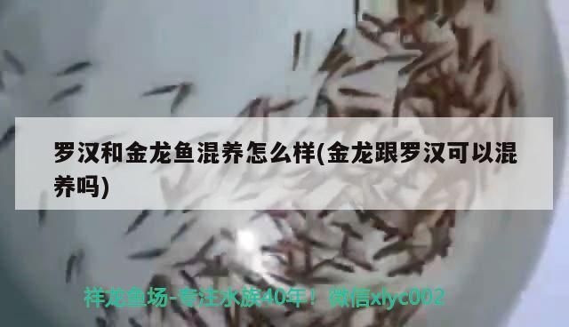 羅漢和金龍魚混養怎么樣(金龍跟羅漢可以混養嗎) 羅漢和金龍魚混養怎么樣(金龍跟羅漢可以混養嗎) 觀賞魚百科