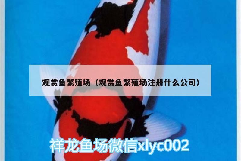 觀賞魚繁殖場（觀賞魚繁殖場注冊什么公司）