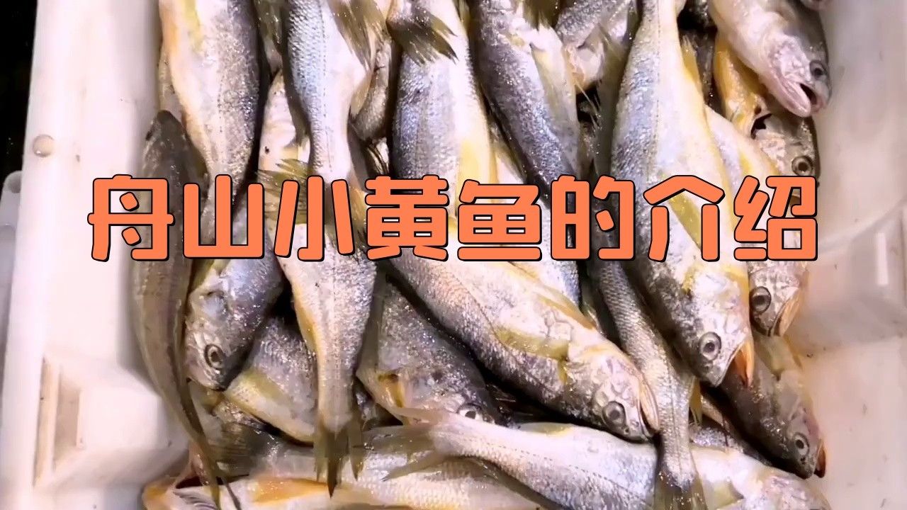 舟山產什么魚