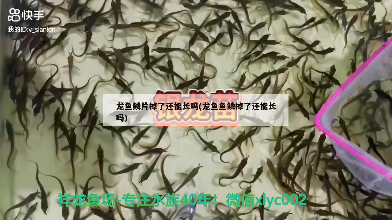 龍魚(yú)干蝦有營(yíng)養(yǎng)嗎 龍魚(yú)鱗片掉了還能長(zhǎng)嗎(龍魚(yú)魚(yú)鱗掉了還能長(zhǎng)嗎) 觀賞魚(yú)百科 龍魚(yú)鱗片掉了還能長(zhǎng)嗎(龍魚(yú)魚(yú)鱗掉了還能長(zhǎng)嗎) 龍魚(yú)鱗片掉了還能長(zhǎng)嗎(龍魚(yú)魚(yú)鱗掉了還能長(zhǎng)嗎) 觀賞魚(yú)百科