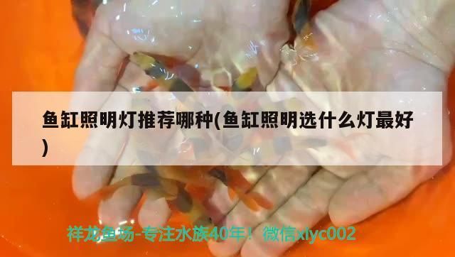 魚缸用增氧泵價格是多少:魚缸增氧機-xtrac增氧機-xtrac增氧機 魚缸照明燈推薦哪種(魚缸照明選什么燈最好) 觀賞魚百科 魚缸照明燈推薦哪種(魚缸照明選什么燈最好) 魚缸照明燈推薦哪種(魚缸照明選什么燈最好) 觀賞魚百科