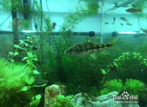 龍魚那種好養（龍魚那種好養活）
