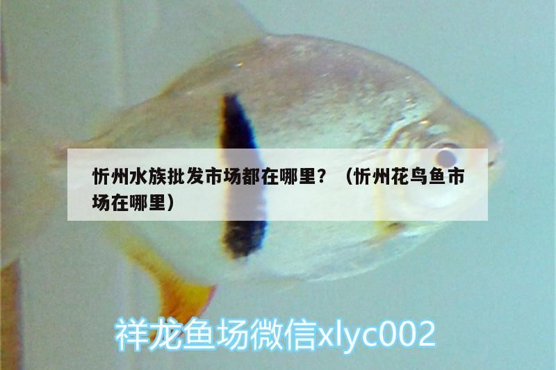 忻州水族批發市場都在哪里？（忻州花鳥魚市場在哪里） 忻州水族批發市場都在哪里？（忻州花鳥魚市場在哪里） 觀賞魚百科 第1張