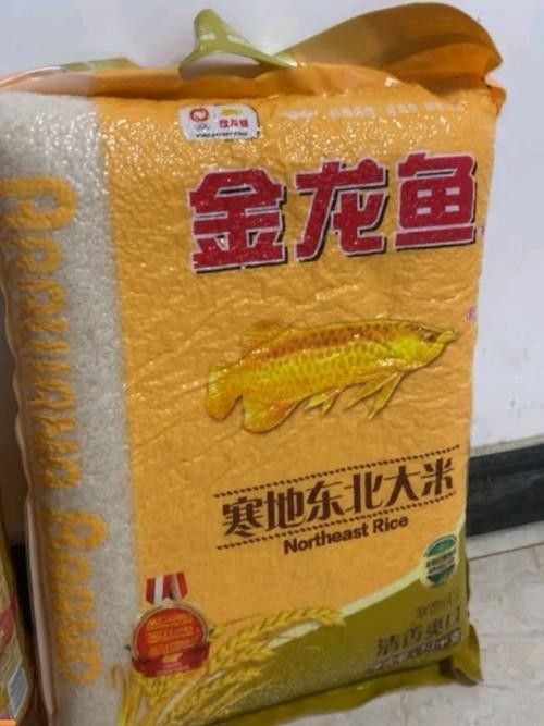 金龍魚東北 觀賞魚百科 第2張 金龍魚東北 金龍魚東北 觀賞魚百科 第2張