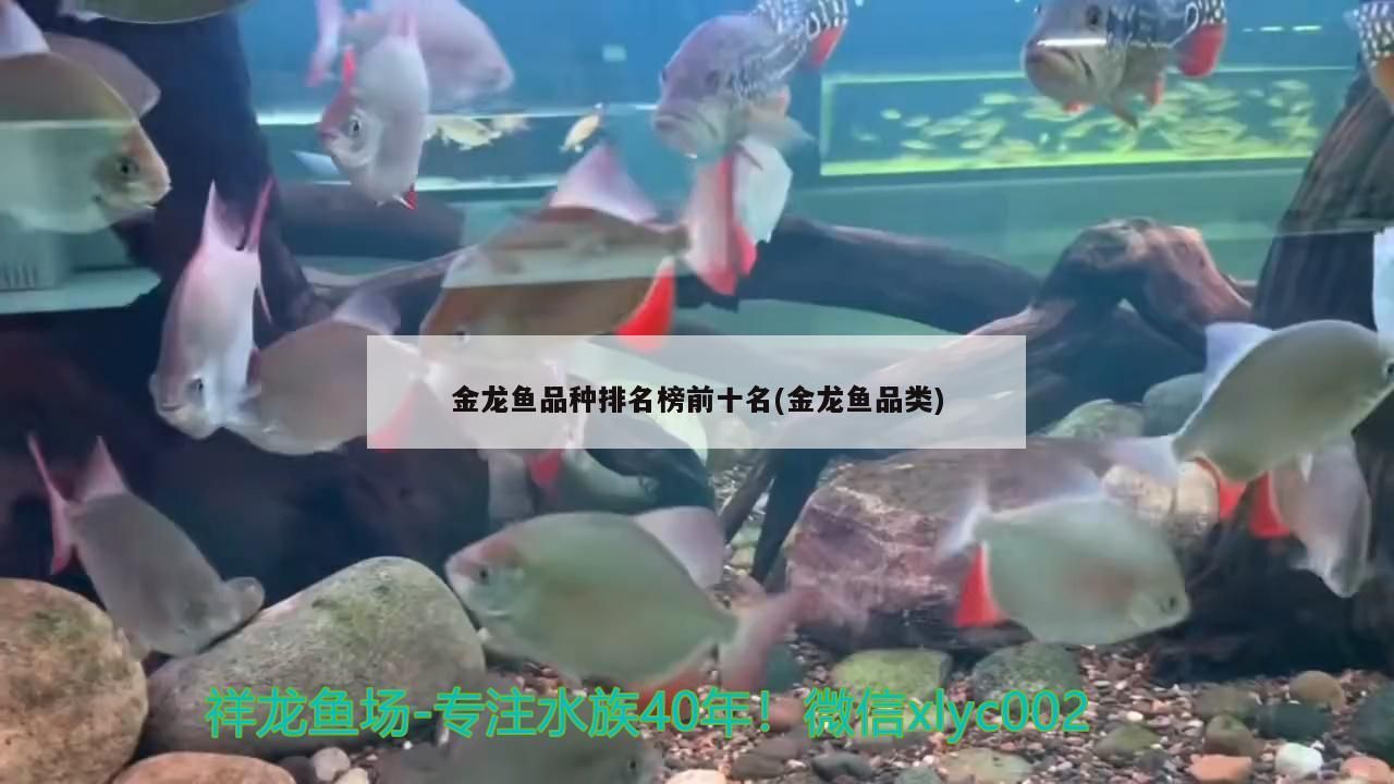 金龍魚品種排名榜前十名(金龍魚品類)