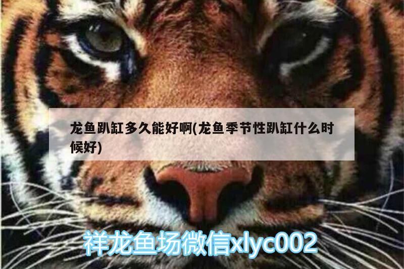 龍魚趴缸多久能好啊(龍魚季節性趴缸什么時候好)