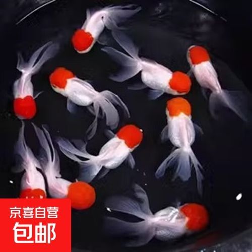 銀龍魚翻鰓癥手術風險大嗎（銀龍魚翻鰓癥家庭護理checklist）