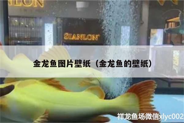 金龍魚圖片壁紙（金龍魚的壁紙） 金龍魚圖片壁紙（金龍魚的壁紙） 觀賞魚百科