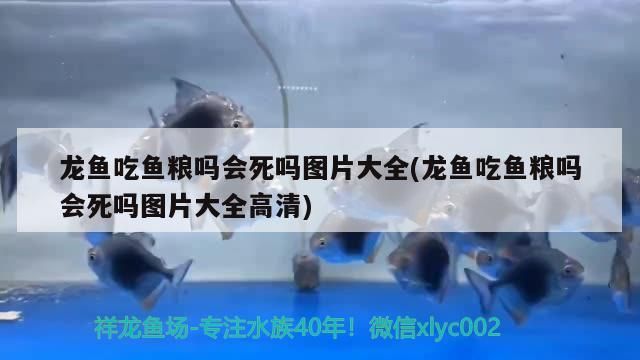 龍魚吃魚糧嗎會死嗎圖片大全(龍魚吃魚糧嗎會死嗎圖片大全高清) 龍魚吃魚糧嗎會死嗎圖片大全(龍魚吃魚糧嗎會死嗎圖片大全高清) 觀賞魚百科