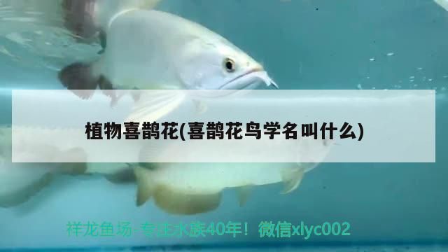 植物喜鵲花(喜鵲花鳥學名叫什么)