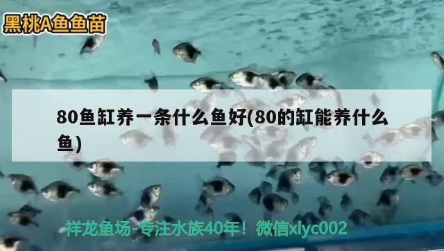 80魚缸養一條什么魚好(80的缸能養什么魚) 80魚缸養一條什么魚好(80的缸能養什么魚) 觀賞魚百科