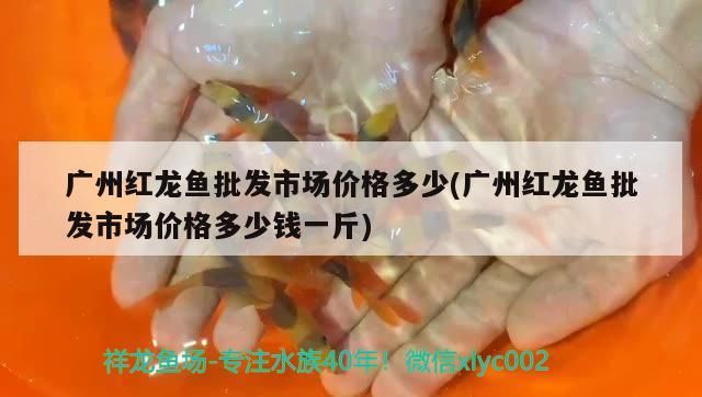 廣州紅龍魚批發市場價格多少(廣州紅龍魚批發市場價格多少錢一斤)