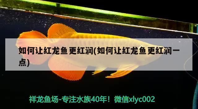 如何讓紅龍魚更紅潤(如何讓紅龍魚更紅潤一點)