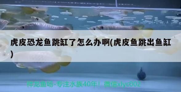 虎皮恐龍魚跳缸了怎么辦啊(虎皮魚跳出魚缸) 虎皮恐龍魚跳缸了怎么辦啊(虎皮魚跳出魚缸) 觀賞魚百科