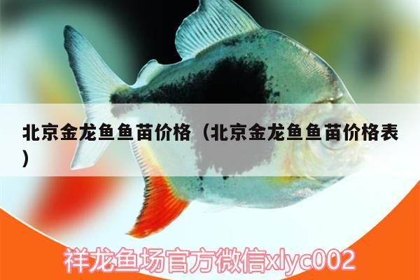 過背金龍魚 北京金龍魚魚苗價格(北京金龍魚魚苗價格表) 觀賞魚百科 北京金龍魚魚苗價格(北京金龍魚魚苗價格表) 北京金龍魚魚苗價格(北京金龍魚魚苗價格表) 觀賞魚百科