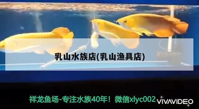 虎魚(yú)天天黑來(lái)點(diǎn)赤瞳黃金 乳山水族店(乳山漁具店) 觀賞魚(yú)百科 乳山水族店(乳山漁具店) 乳山水族店(乳山漁具店) 觀賞魚(yú)百科