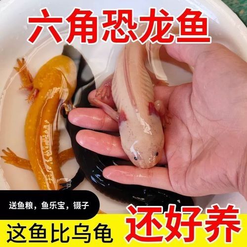 六角龍魚價格是多少錢一條 六角龍魚價格是多少錢一條 觀賞魚百科 第2張