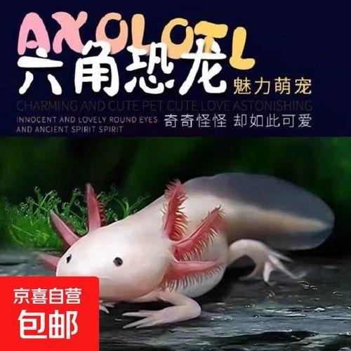 六角龍魚價格是多少錢一條 六角龍魚價格是多少錢一條 觀賞魚百科 第1張