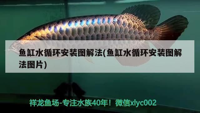 洛陽觀賞魚苗批發市場電話地址是多少（洛陽觀賞魚苗批發市場電話地址是多少啊）