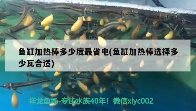 鸚鵡魚 魚缸加熱棒多少度最省電(魚缸加熱棒選擇多少瓦合適) 觀賞魚百科 魚缸加熱棒多少度最省電(魚缸加熱棒選擇多少瓦合適) 魚缸加熱棒多少度最省電(魚缸加熱棒選擇多少瓦合適) 觀賞魚百科