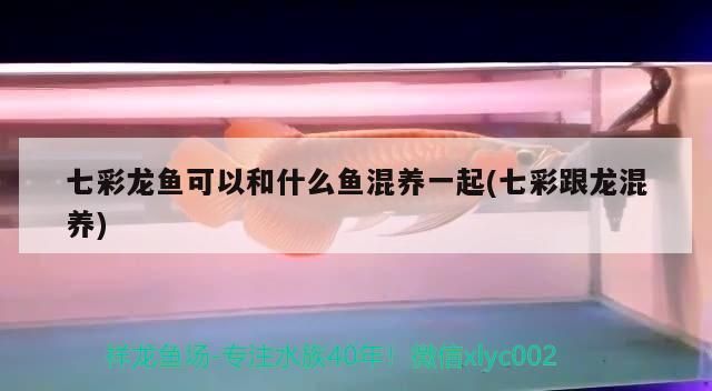 七彩神仙魚 七彩龍魚可以和什么魚混養一起(七彩跟龍混養) 觀賞魚百科 七彩龍魚可以和什么魚混養一起(七彩跟龍混養) 七彩龍魚可以和什么魚混養一起(七彩跟龍混養) 觀賞魚百科
