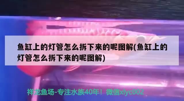 魚缸上的燈管怎么拆下來的呢圖解(魚缸上的燈管怎么拆下來的呢圖解)