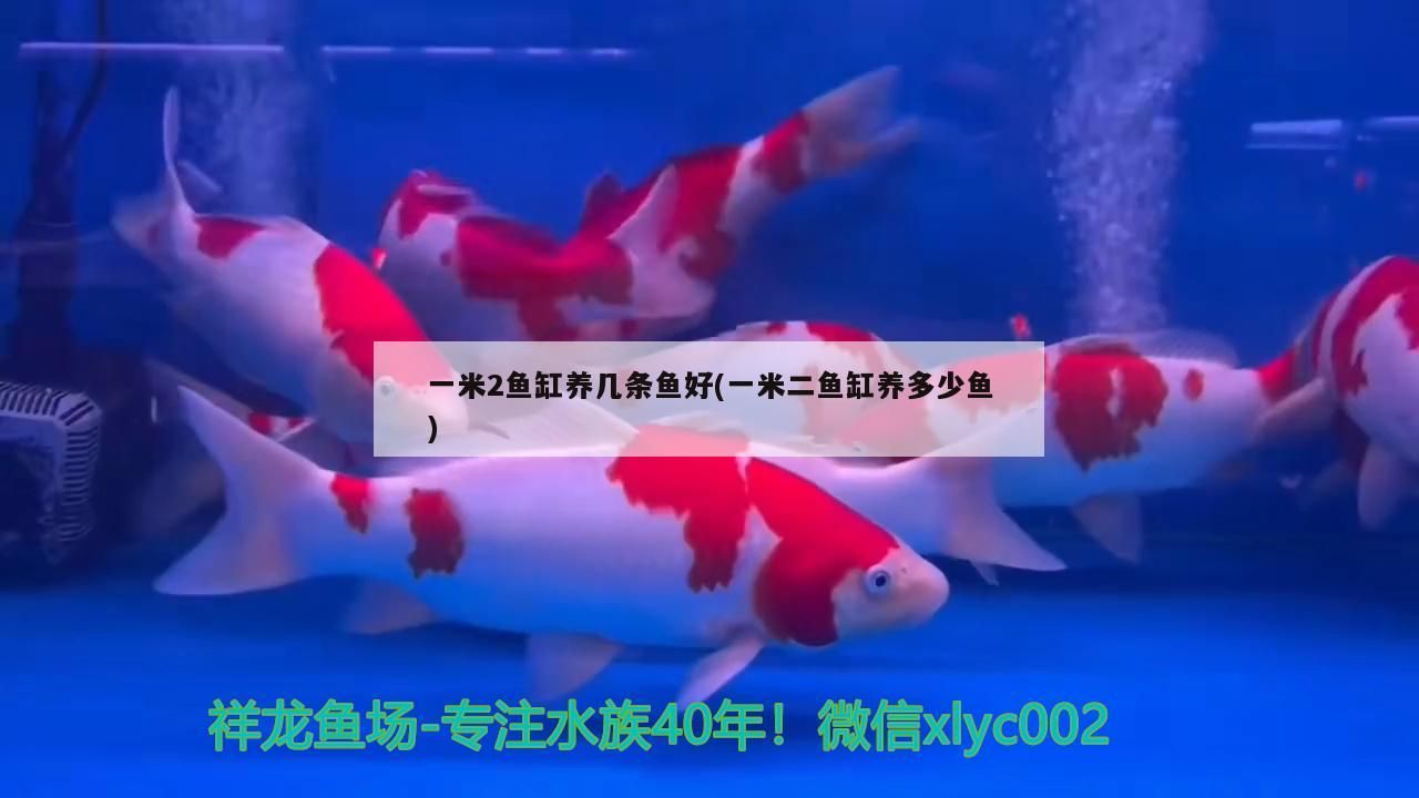 一米2魚缸養幾條魚好(一米二魚缸養多少魚) 一米2魚缸養幾條魚好(一米二魚缸養多少魚) 觀賞魚百科