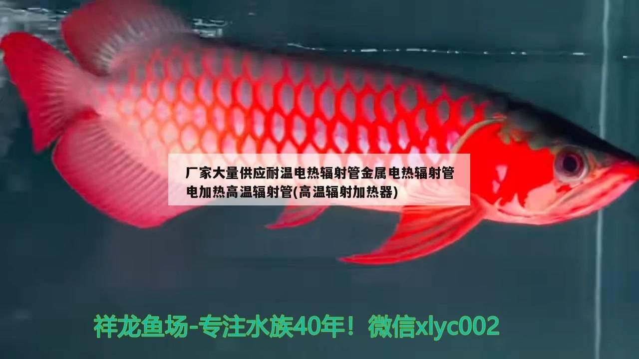 廠家大量供應耐溫電熱輻射管金屬電熱輻射管電加熱高溫輻射管(高溫輻射加熱器)