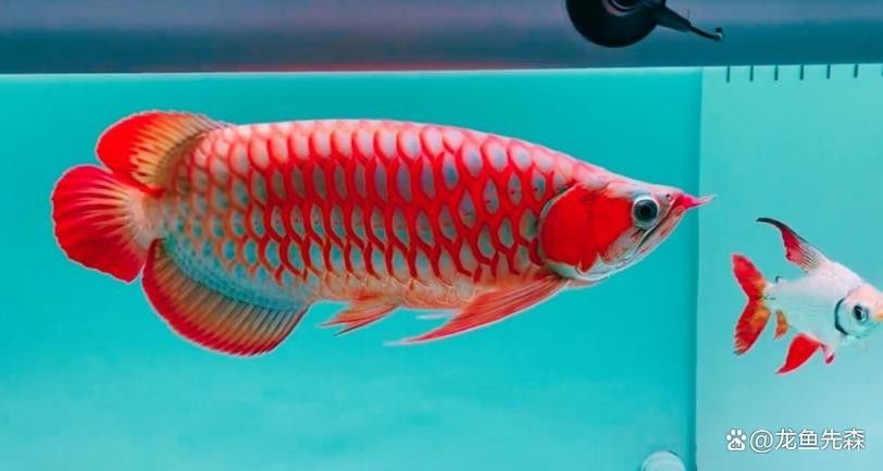 萬山龍魚價格表和圖片 萬山龍魚價格表和圖片 觀賞魚百科 第10張