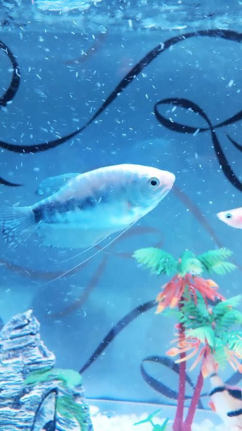 萬山龍魚價格表和圖片 萬山龍魚價格表和圖片 觀賞魚百科 第13張