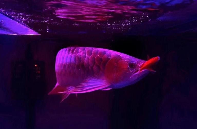 萬山龍魚價格表和圖片 萬山龍魚價格表和圖片 觀賞魚百科 第7張