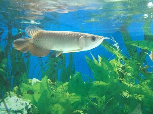 萬山龍魚價格表和圖片 萬山龍魚價格表和圖片 觀賞魚百科 第15張