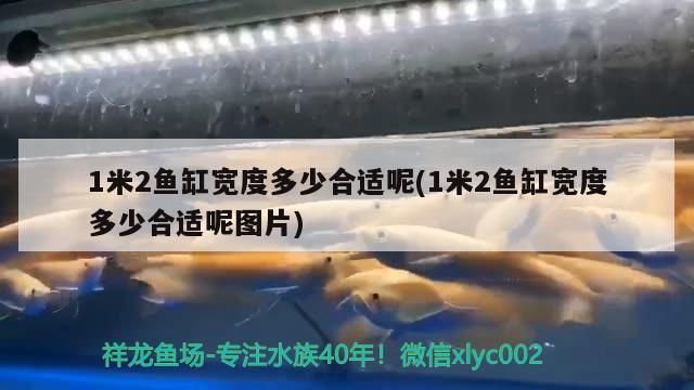 1米2魚缸寬度多少合適呢(1米2魚缸寬度多少合適呢圖片) 1米2魚缸寬度多少合適呢(1米2魚缸寬度多少合適呢圖片) 觀賞魚百科