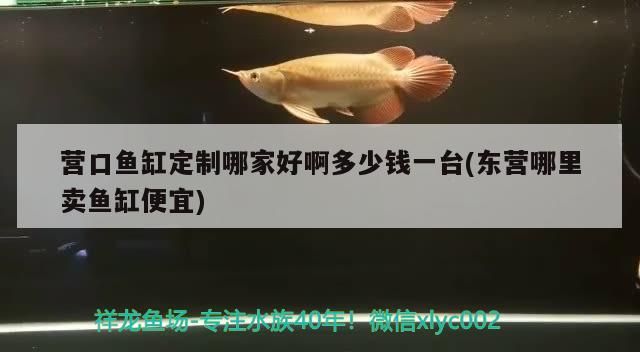 營口魚缸定制哪家好啊多少錢一臺(東營哪里賣魚缸便宜) 營口魚缸定制哪家好啊多少錢一臺(東營哪里賣魚缸便宜) 觀賞魚百科