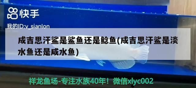 成吉思汗鯊是鯊魚還是鯰魚(成吉思汗鯊是淡水魚還是咸水魚)