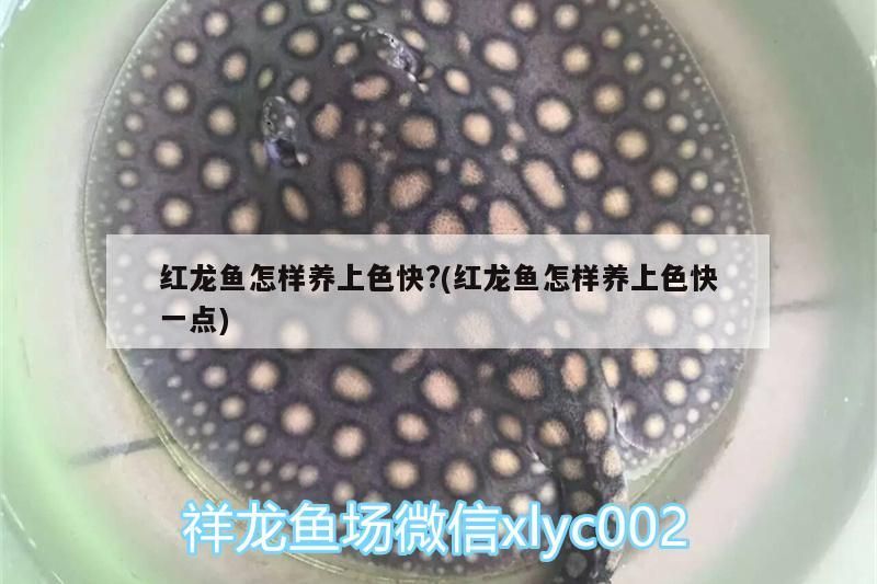紅龍魚怎樣養上色快?(紅龍魚怎樣養上色快一點) 紅龍魚怎樣養上色快?(紅龍魚怎樣養上色快一點) 觀賞魚百科