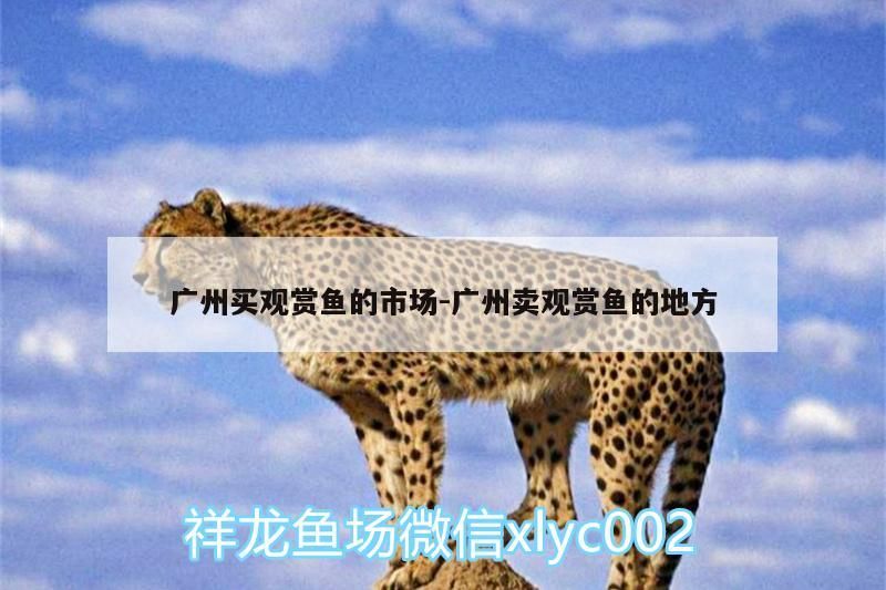 廣州買觀賞魚的市場:廣州賣觀賞魚的地方