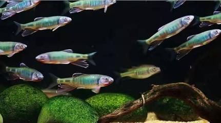 觀賞魚可以混養的品種（觀賞魚混養的常見誤區） 觀賞魚可以混養的品種（觀賞魚混養的常見誤區） 觀賞魚百科 第3張