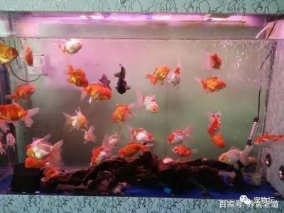 觀賞魚可以混養的品種(觀賞魚混養的常見誤區) 觀賞魚百科 第1張 觀賞魚可以混養的品種(觀賞魚混養的常見誤區) 觀賞魚可以混養的品種(觀賞魚混養的常見誤區) 觀賞魚百科 第1張