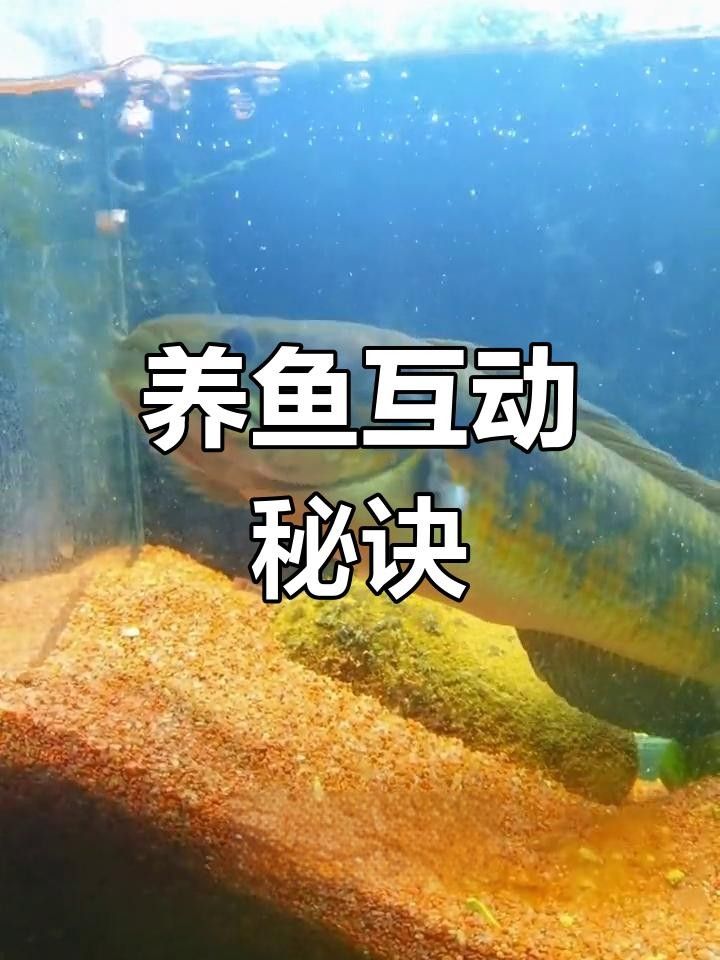 七星魚認主人嗎