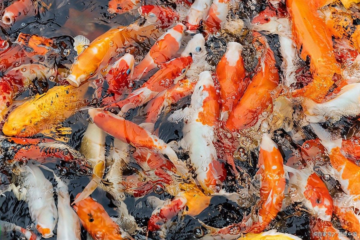 七星魚認主人嗎