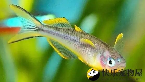 七星魚認主人嗎