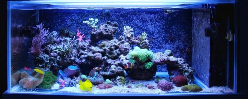 1米5的魚缸打完膠多久放水