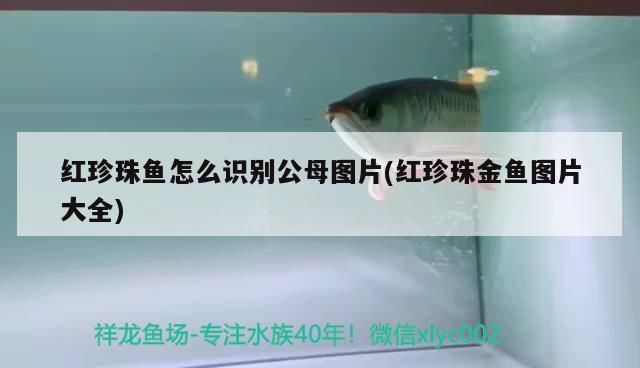 紅珍珠魚怎么識別公母圖片(紅珍珠金魚圖片大全) 紅珍珠魚怎么識別公母圖片(紅珍珠金魚圖片大全) 觀賞魚百科