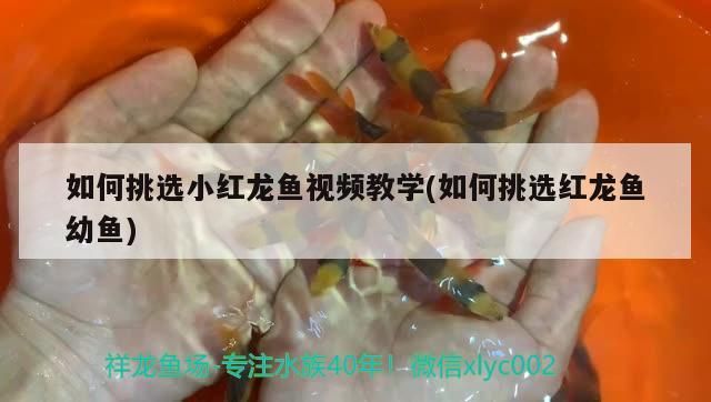 如何挑選小紅龍魚視頻教學(如何挑選紅龍魚幼魚) 如何挑選小紅龍魚視頻教學(如何挑選紅龍魚幼魚) 觀賞魚百科