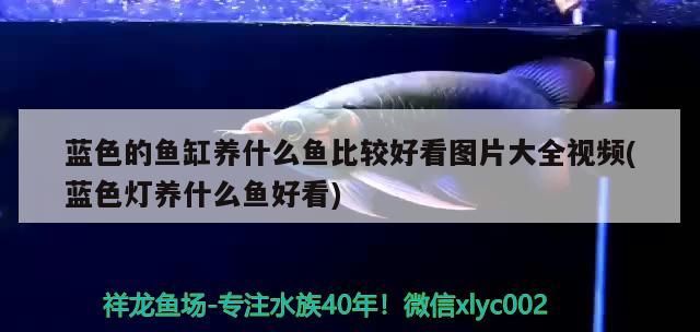 藍色的魚缸養什么魚比較好看圖片大全視頻(藍色燈養什么魚好看)
