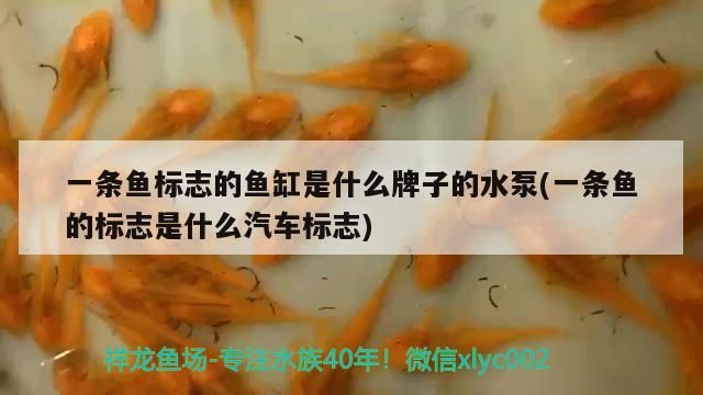 一條魚標志的魚缸是什么牌子的水泵(一條魚的標志是什么汽車標志)