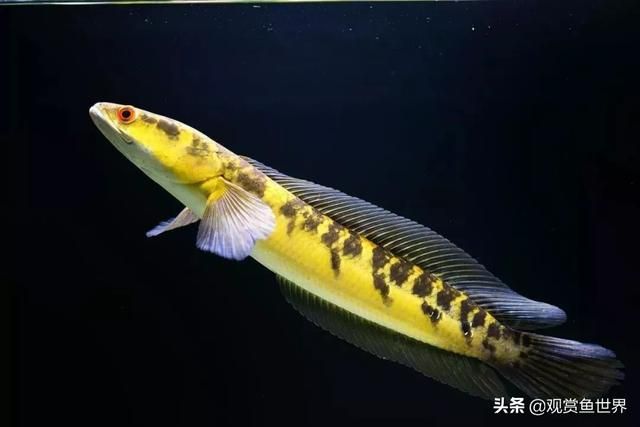 自制魚缸清洗刷子大全(自制魚缸清洗刷子大全圖片) 自制魚缸清洗刷子大全(自制魚缸清洗刷子大全圖片) 觀賞魚百科